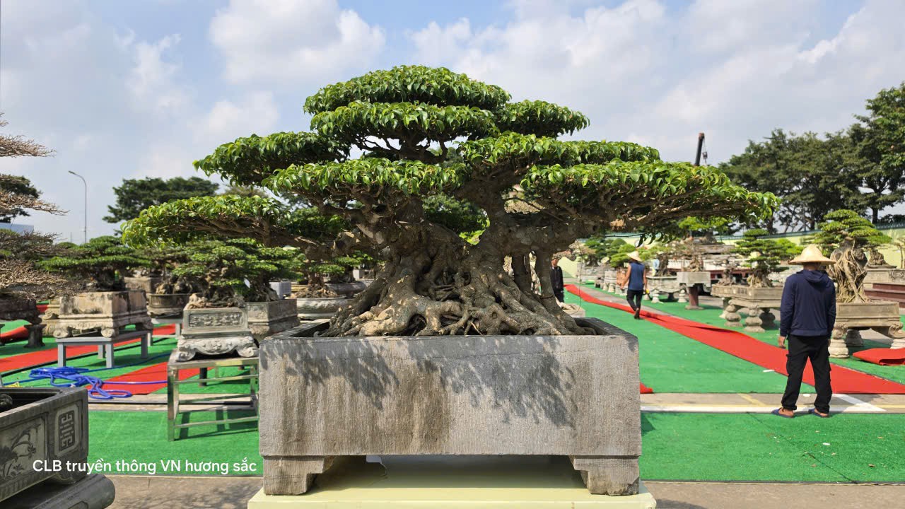 Gần 600 tác phẩm tại Giao lưu, triển lãm sinh vật cảnh CLB Bonsai Yên Phong mở rộng lần thứ II năm 2026 Gần 600 tác phẩm tại Giao lưu, triển lãm sinh vật cảnh CLB Bonsai Yên Phong mở rộng lần thứ II năm 2026