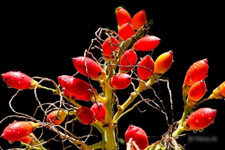 Cau cảnh trước cổng: Loài cây giữ phúc, đón tài lộc và bình an cho gia đạo Cau cảnh trước cổng: Loài cây giữ phúc, đón tài lộc và bình an cho gia đạo