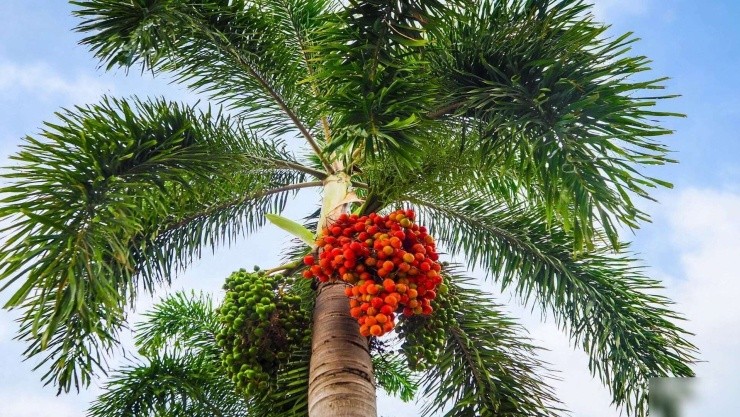 Cau cảnh trước cổng: Loài cây giữ phúc, đón tài lộc và bình an cho gia đạo Cau cảnh trước cổng: Loài cây giữ phúc, đón tài lộc và bình an cho gia đạo