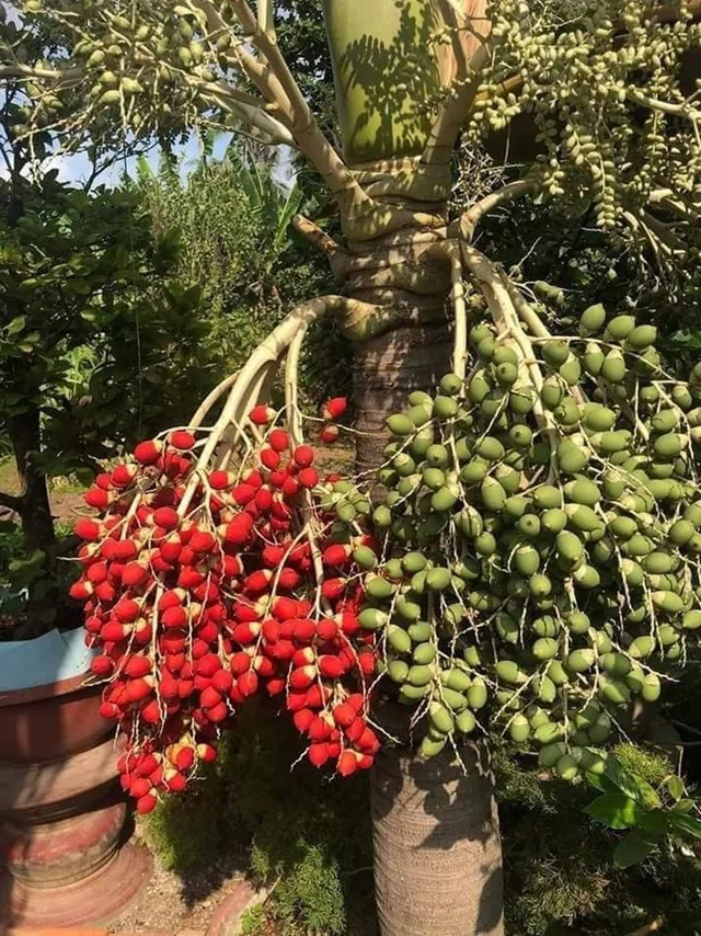 Cau cảnh trước cổng: Loài cây giữ phúc, đón tài lộc và bình an cho gia đạo Cau cảnh trước cổng: Loài cây giữ phúc, đón tài lộc và bình an cho gia đạo