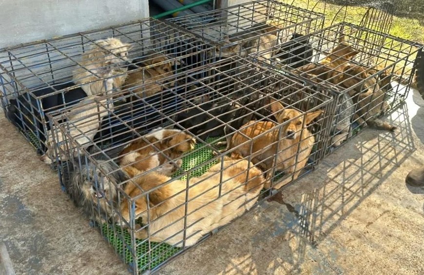 Giải pháp căn cơ ngăn chặn nạn trộm cắp vật nuôi và khuyến cáo an ninh từ Bộ Công an Giải pháp căn cơ ngăn chặn nạn trộm cắp vật nuôi và khuyến cáo an ninh từ Bộ Công an