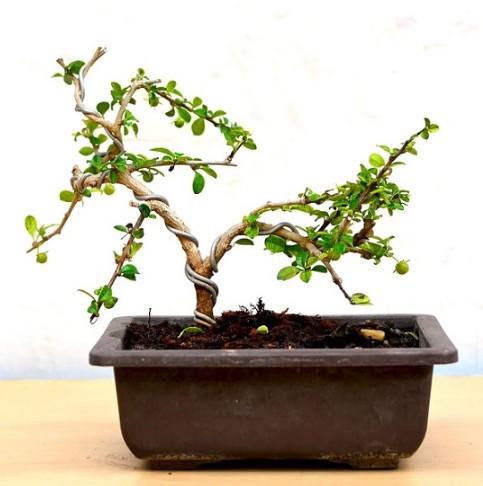 Cây bonsai tên lạ, dáng đẹp mang ý nghĩa tài lộc, được nhiều người săn tìm