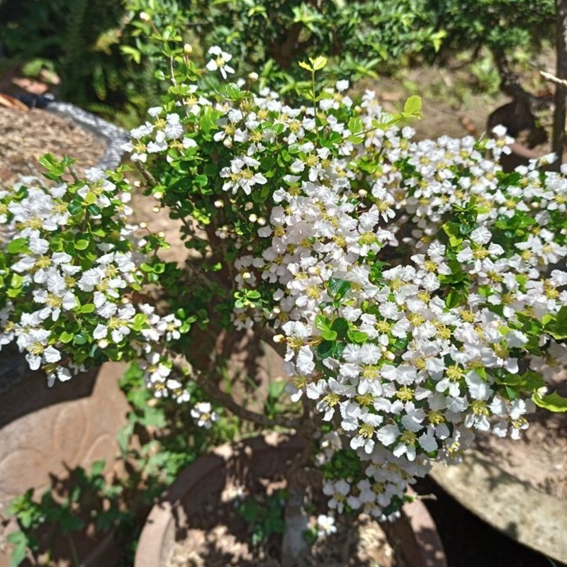 Cây bonsai tên lạ, dáng đẹp mang ý nghĩa tài lộc, được nhiều người săn tìm