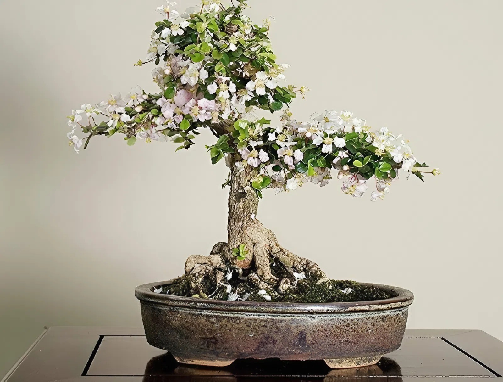 Cây bonsai tên lạ, dáng đẹp mang ý nghĩa tài lộc, được nhiều người săn tìm