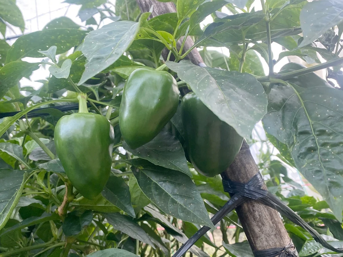 Nông nghiệp công nghệ cao thay áo cho vùng cao Tả Phìn