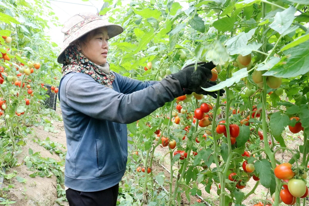 Nông nghiệp công nghệ cao thay áo cho vùng cao Tả Phìn