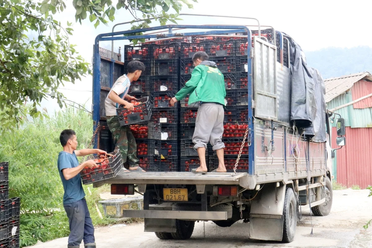 Nông nghiệp công nghệ cao thay áo cho vùng cao Tả Phìn