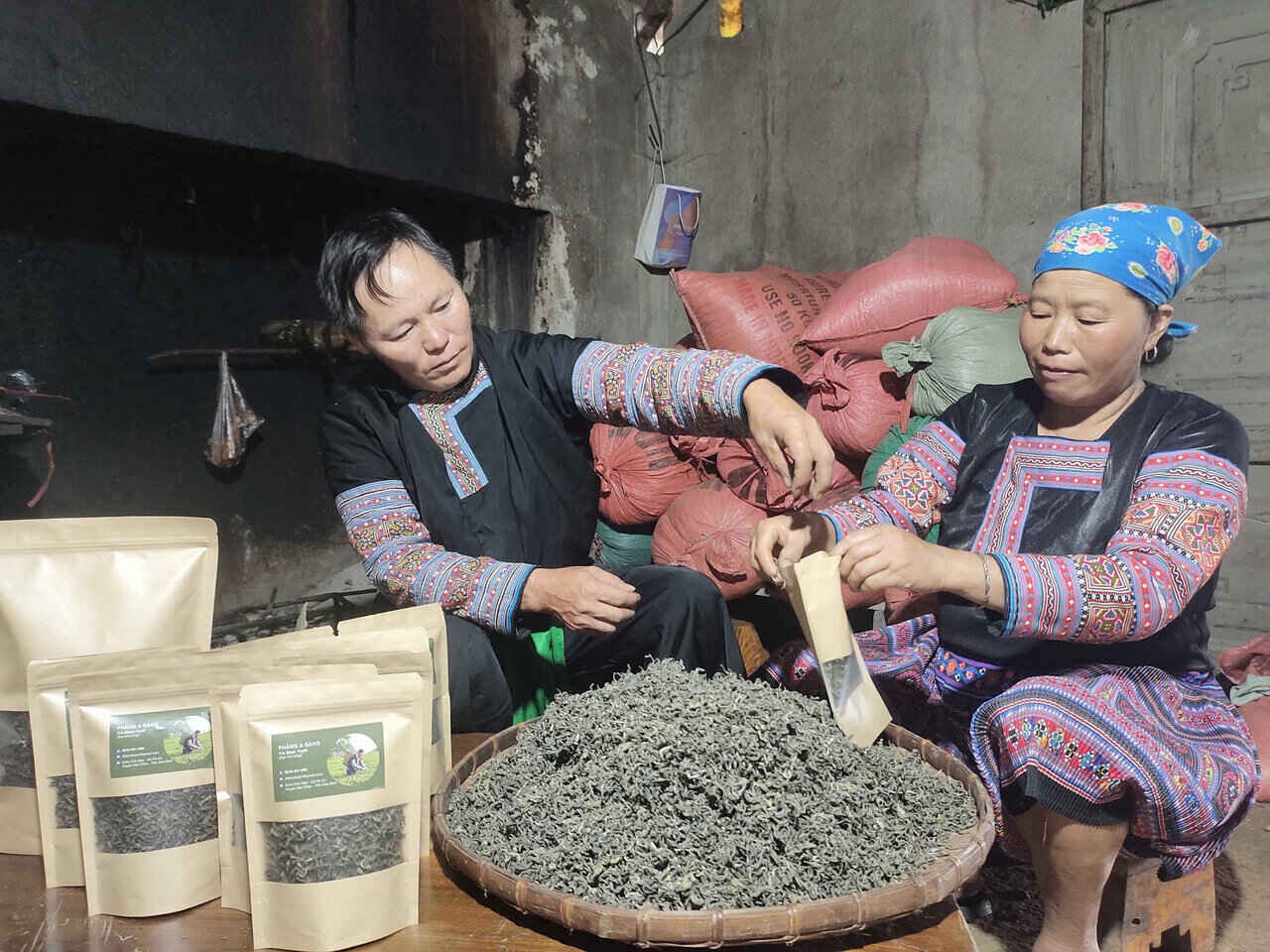 Phát hiện quần thể 1.400 cây chè Shan tuyết cổ thụ rêu phong giữa núi cao Pà Cò Phát hiện quần thể 1.400 cây chè Shan tuyết cổ thụ rêu phong giữa núi cao Pà Cò