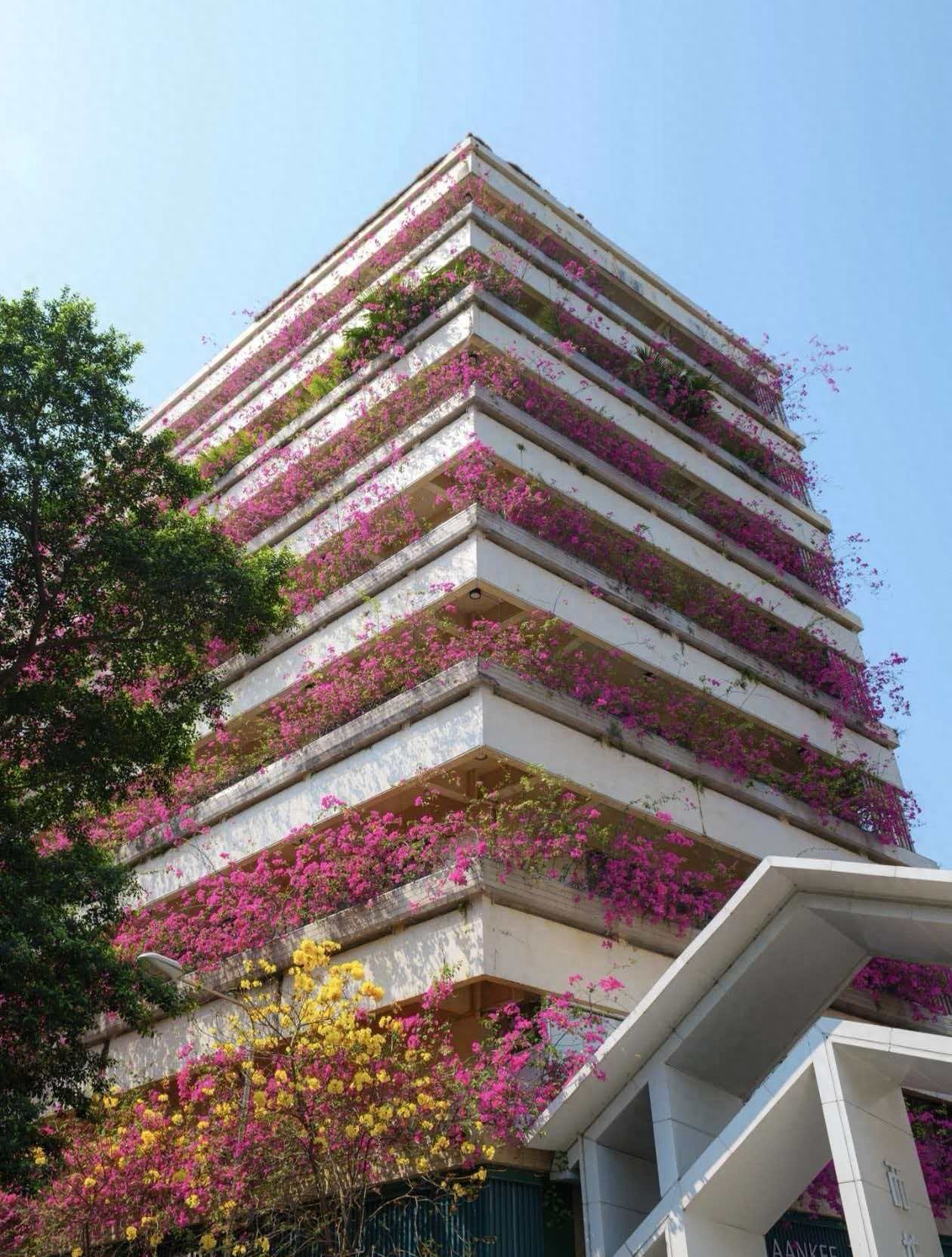 Thác hoa giấy phủ kín tòa nhà 7 tầng, đẹp như bước ra từ cổ tích