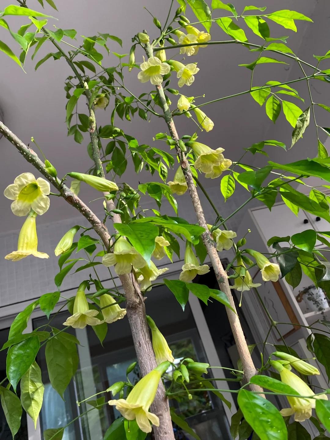 5 loại cây cảnh bất ngờ trổ hoa khiến gia chủ ngỡ ngàng: Có cây chăm cả chục năm mới thấy một lần 5 loại cây cảnh bất ngờ trổ hoa khiến gia chủ ngỡ ngàng: Có cây chăm cả chục năm mới thấy một lần