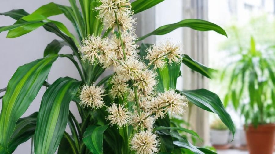 5 loại cây cảnh bất ngờ trổ hoa khiến gia chủ ngỡ ngàng: Có cây chăm cả chục năm mới thấy một lần 5 loại cây cảnh bất ngờ trổ hoa khiến gia chủ ngỡ ngàng: Có cây chăm cả chục năm mới thấy một lần