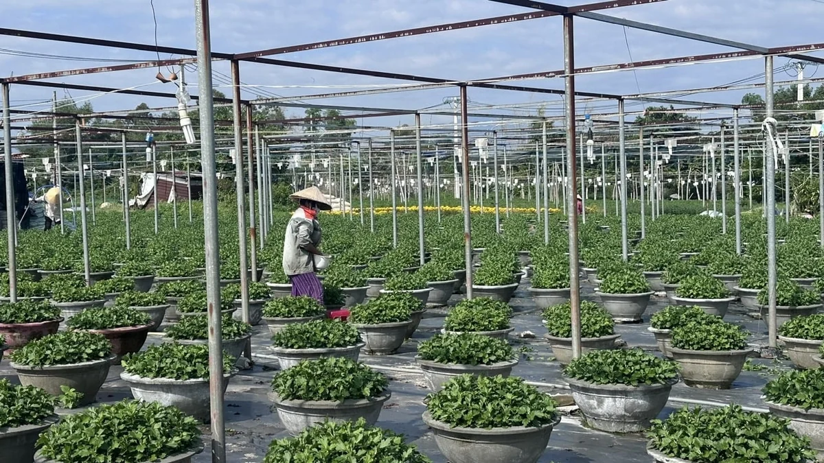 Người trồng hoa gửi kỳ vọng vào vụ Tết Người trồng hoa gửi kỳ vọng vào vụ Tết