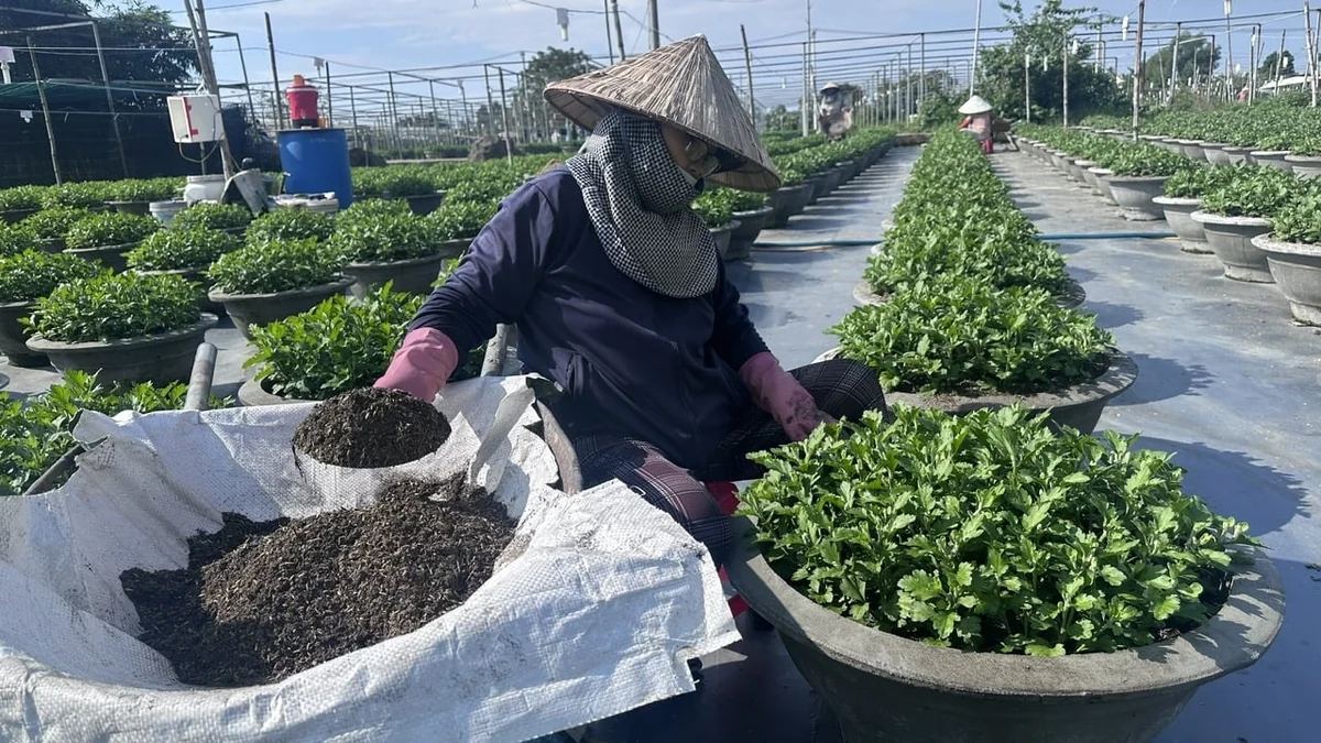 Người trồng hoa gửi kỳ vọng vào vụ Tết Người trồng hoa gửi kỳ vọng vào vụ Tết