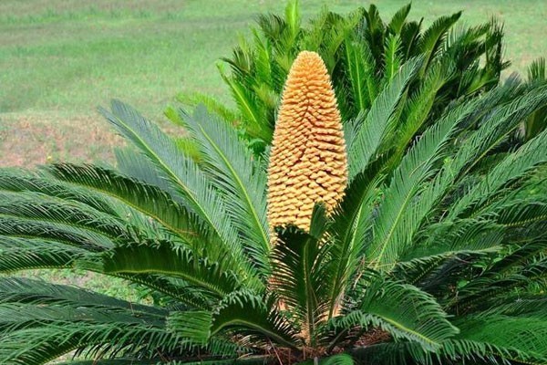 6. 3 cây cảnh quý gắn với quan niệm hút tài lộc, giữ phúc cho gia đình 6. 3 cây cảnh quý gắn với quan niệm hút tài lộc, giữ phúc cho gia đình
