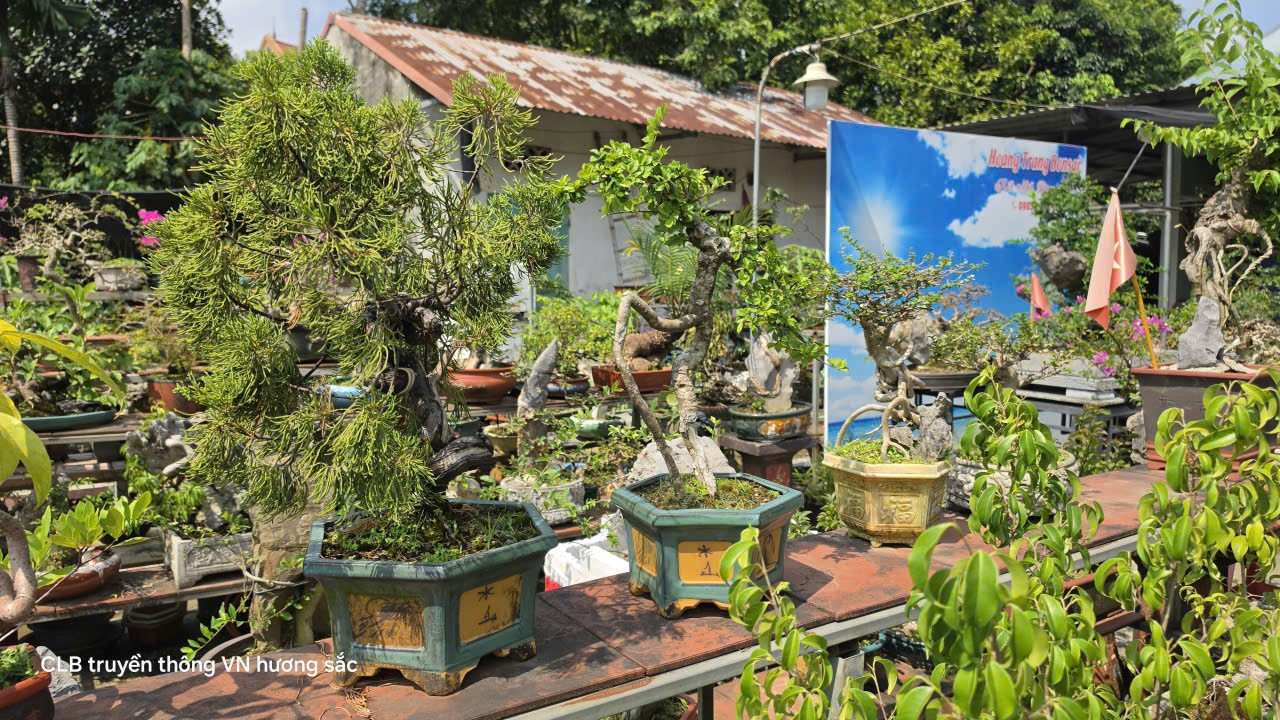 Hoàng Trang bonsai - Gắn bó với nghề từ niềm đam mê tạo tác Hoàng Trang bonsai - Gắn bó với nghề từ niềm đam mê tạo tác