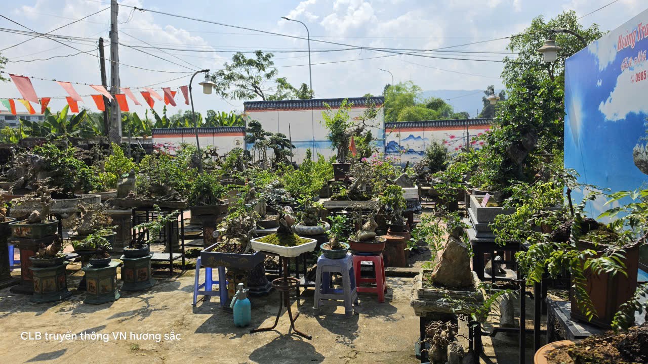 Hoàng Trang bonsai - Gắn bó với nghề từ niềm đam mê tạo tác Hoàng Trang bonsai - Gắn bó với nghề từ niềm đam mê tạo tác