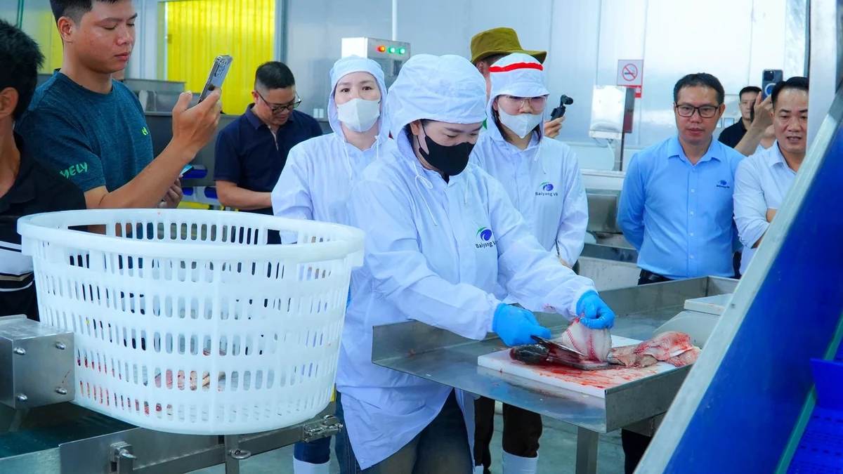 Giấc mơ xuất khẩu bắt đầu từ những lồng cá trên lòng hồ Nà Hang