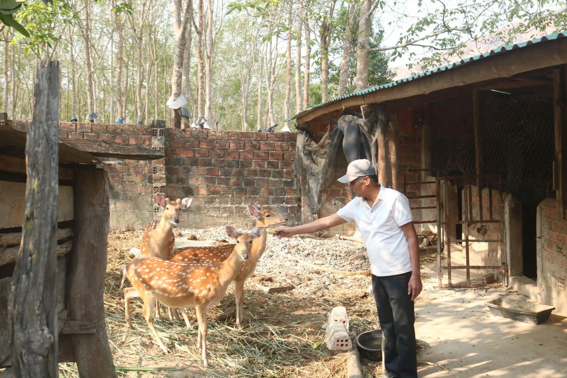 Chăn nuôi loài vật đẻ ra tiền, nông dân thu lãi khủng mỗi năm Chăn nuôi loài vật đẻ ra tiền, nông dân thu lãi khủng mỗi năm