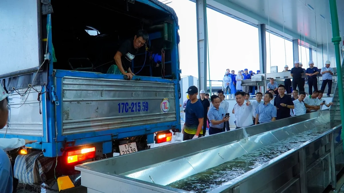 Giấc mơ xuất khẩu bắt đầu từ những lồng cá trên lòng hồ Nà Hang