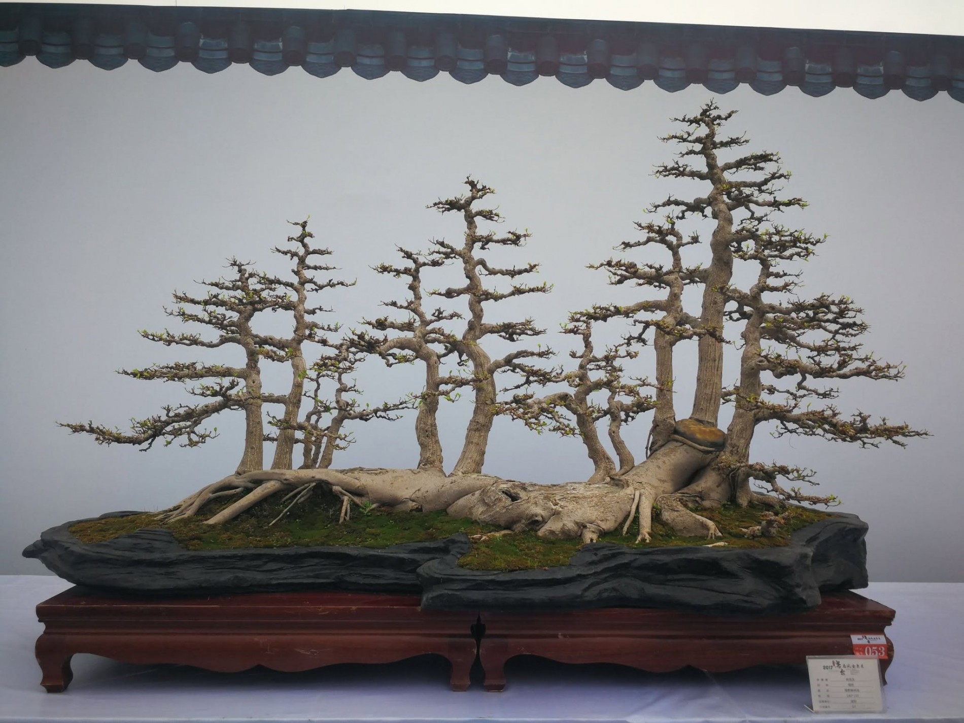 Có 3 cây bonsai này trong nhà, người xưa tin giúp giữ vượng khí, vun đắp tài lộc Có 3 cây bonsai này trong nhà, người xưa tin giúp giữ vượng khí, vun đắp tài lộc