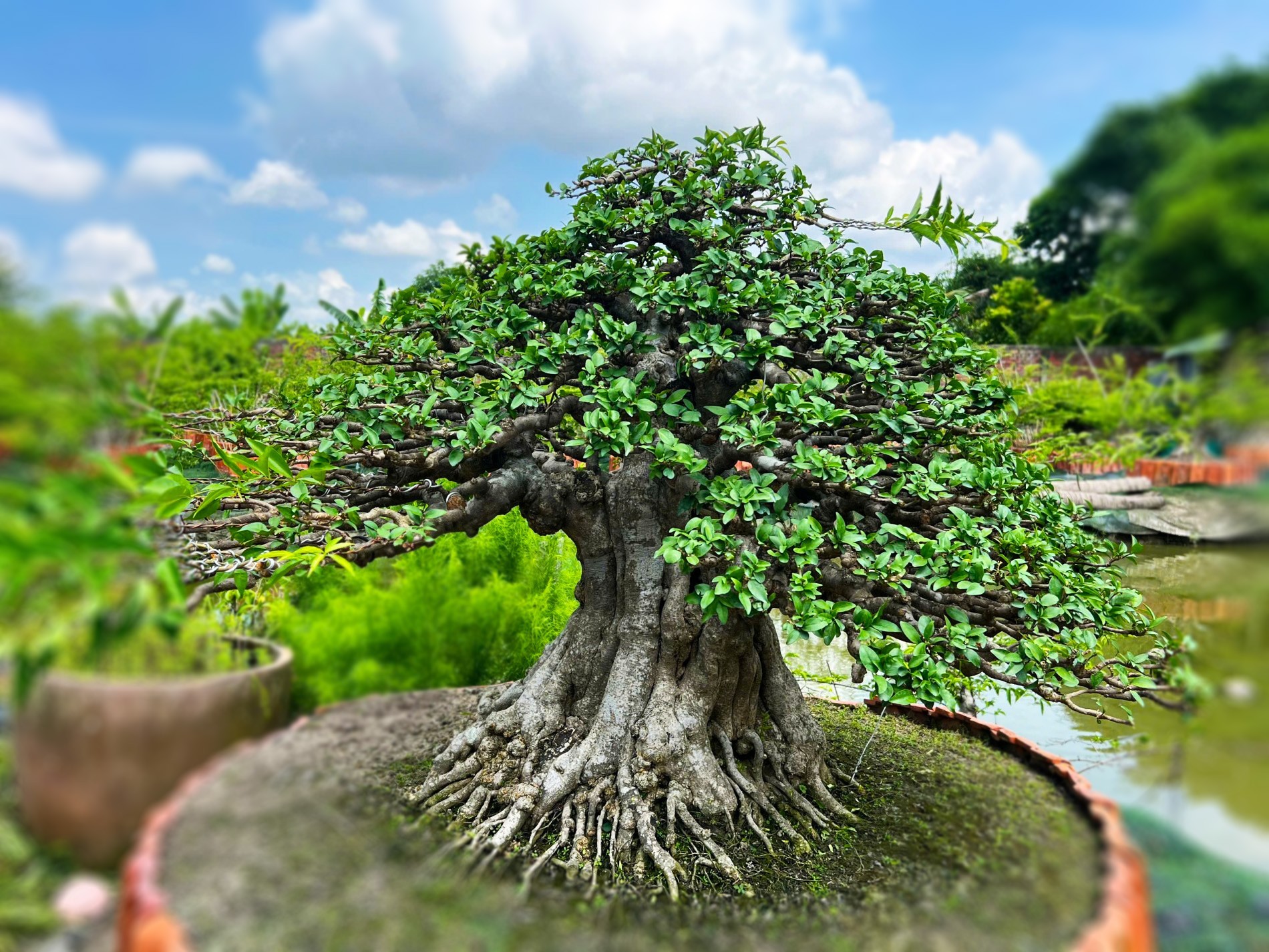 Có 3 cây bonsai này trong nhà, người xưa tin giúp giữ vượng khí, vun đắp tài lộc Có 3 cây bonsai này trong nhà, người xưa tin giúp giữ vượng khí, vun đắp tài lộc