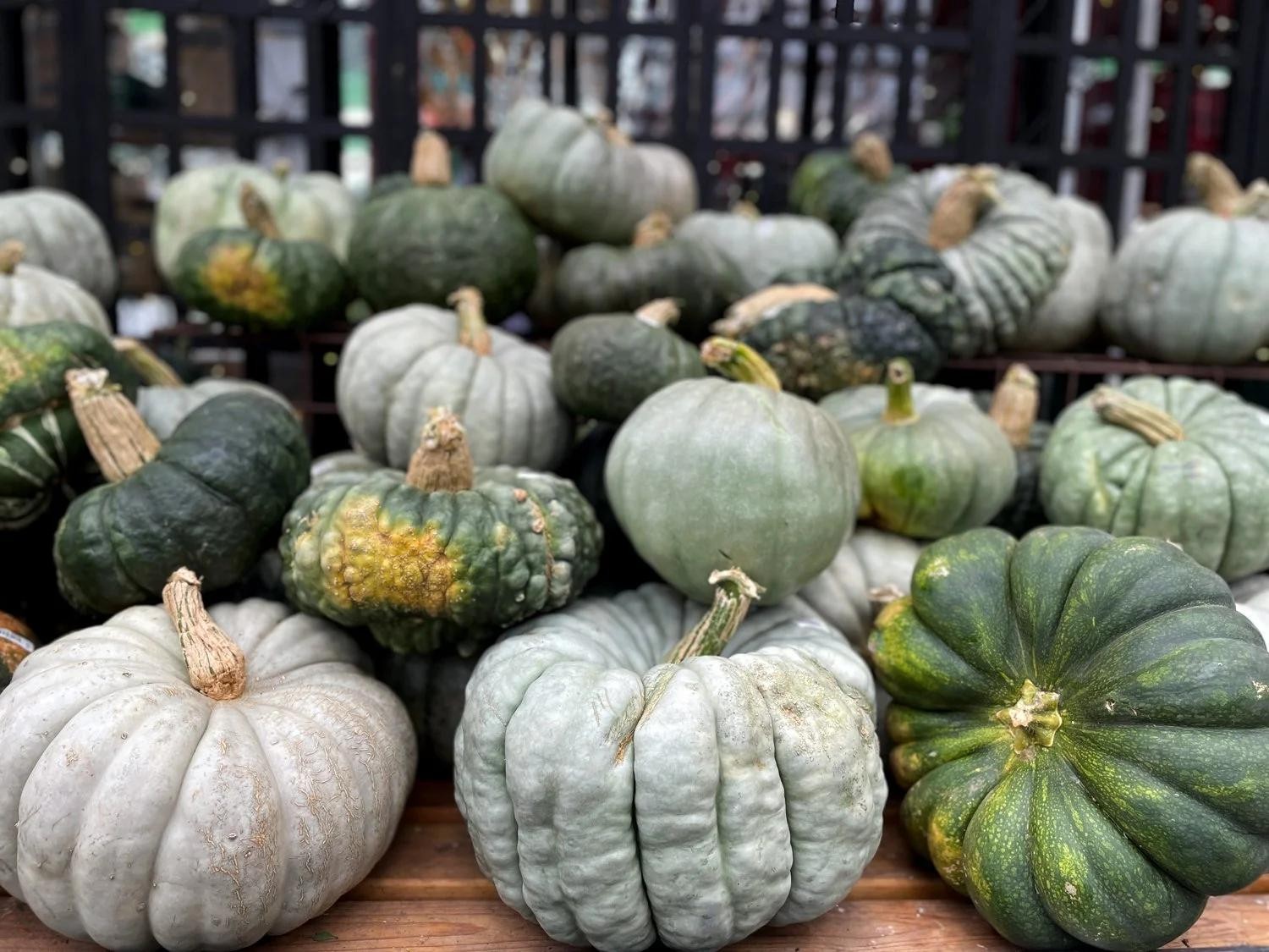 Vì sao bí ngô trở thành biểu tượng không thể thiếu của Halloween? Vì sao bí ngô trở thành biểu tượng không thể thiếu của Halloween?