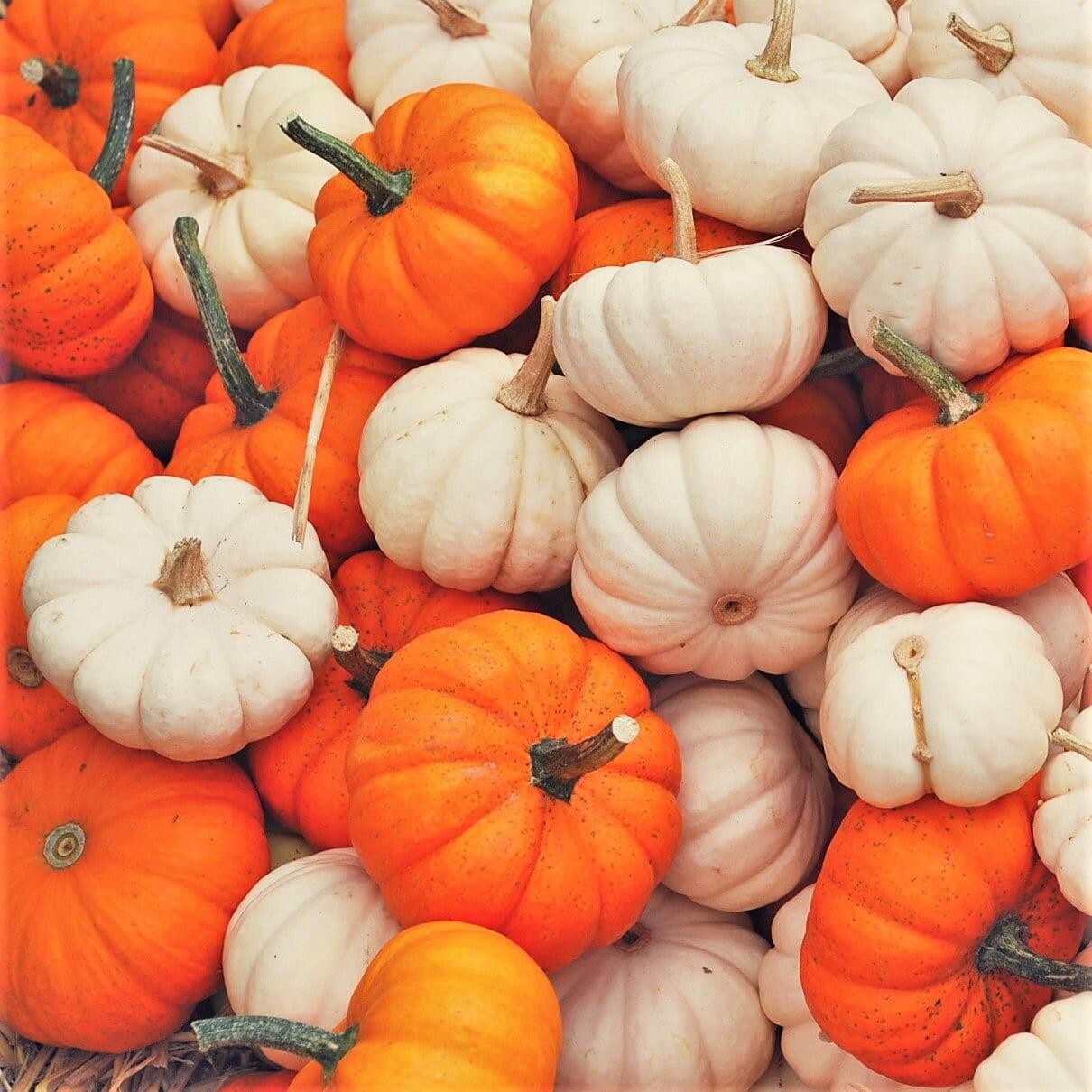 Vì sao bí ngô trở thành biểu tượng không thể thiếu của Halloween? Vì sao bí ngô trở thành biểu tượng không thể thiếu của Halloween?
