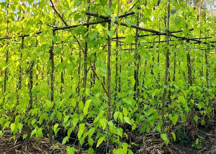 Làng trầu trăm tuổi Vị Thủy: Từ nét văn hóa Nam Bộ đến hướng đi du lịch nông nghiệp Làng trầu trăm tuổi Vị Thủy: Từ nét văn hóa Nam Bộ đến hướng đi du lịch nông nghiệp