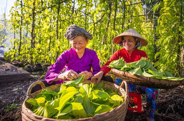 Làng trầu trăm tuổi Vị Thủy: Từ nét văn hóa Nam Bộ đến hướng đi du lịch nông nghiệp Làng trầu trăm tuổi Vị Thủy: Từ nét văn hóa Nam Bộ đến hướng đi du lịch nông nghiệp