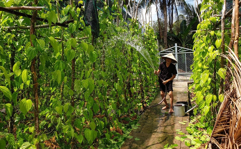 Làng trầu trăm tuổi Vị Thủy: Từ nét văn hóa Nam Bộ đến hướng đi du lịch nông nghiệp Làng trầu trăm tuổi Vị Thủy: Từ nét văn hóa Nam Bộ đến hướng đi du lịch nông nghiệp
