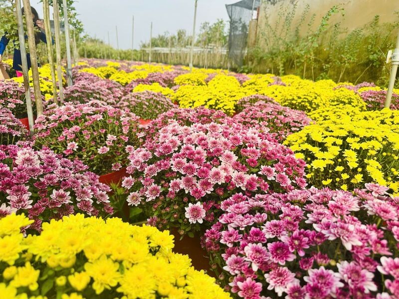 Sự kết hợp giữa nhà vườn TP.HCM và làng hoa trăm tuổi Sa Đéc Sự kết hợp giữa nhà vườn TP.HCM và làng hoa trăm tuổi Sa Đéc
