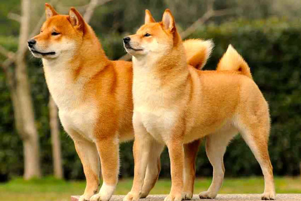Chó Shiba
