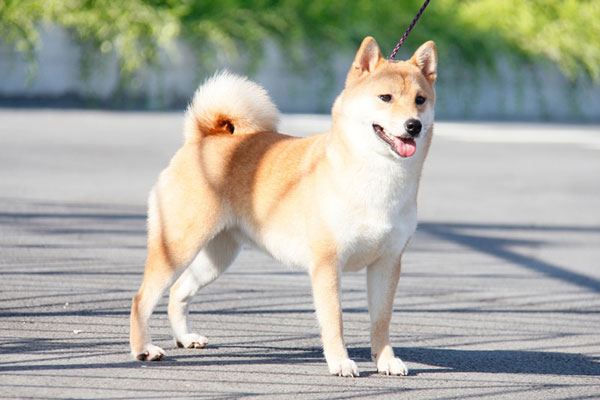 chăm sóc chó Shiba Inu