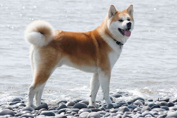 Chó Akita