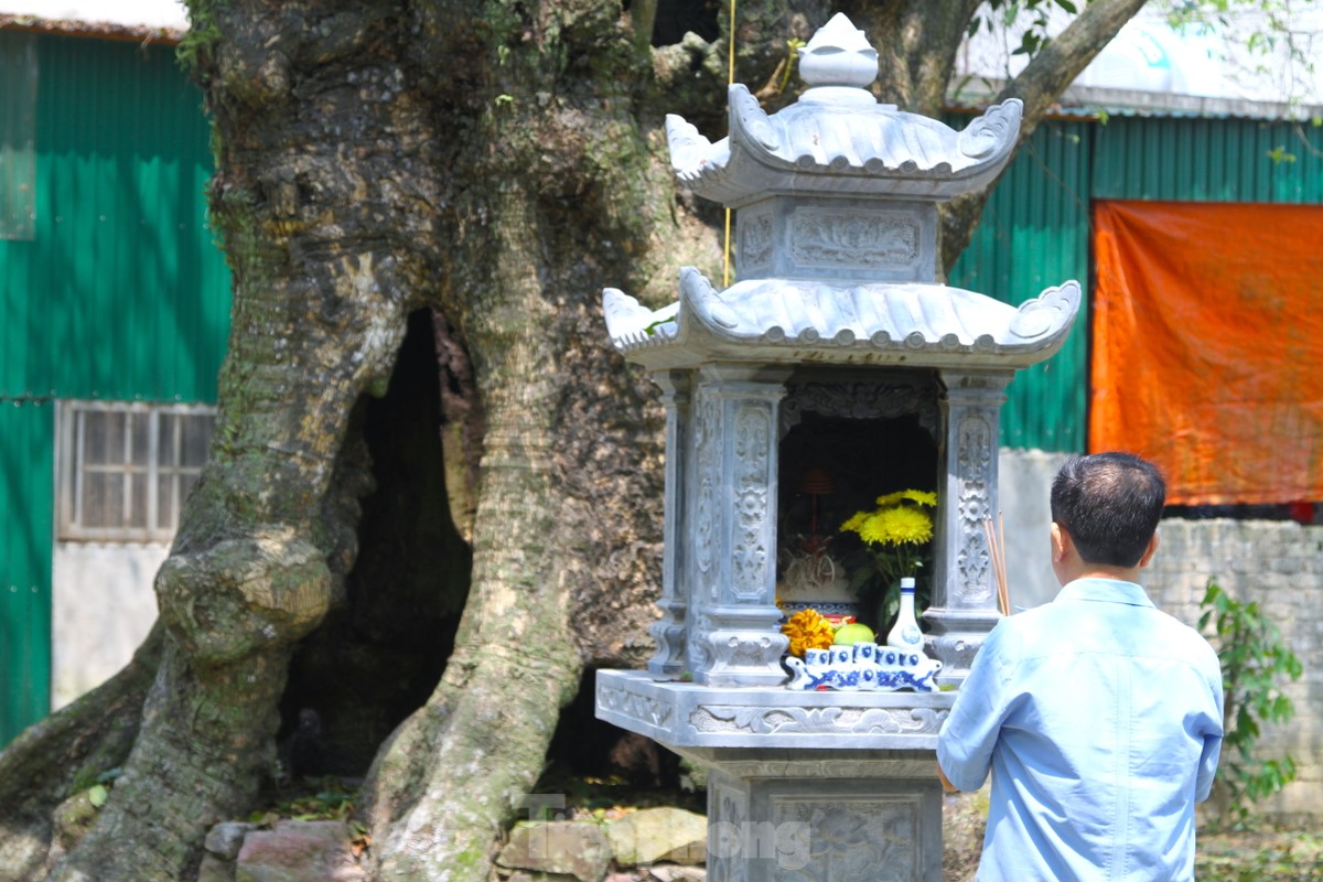 Năm cây thị gần 700 tuổi từng là nơi trú ẩn của bộ đội thời chiến tranh - 13