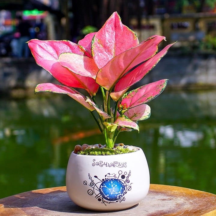 Cây vạn lộc (Ảnh: T.H)