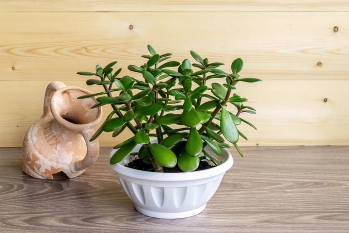 Cây ngọc bích. (Ảnh: T.H)