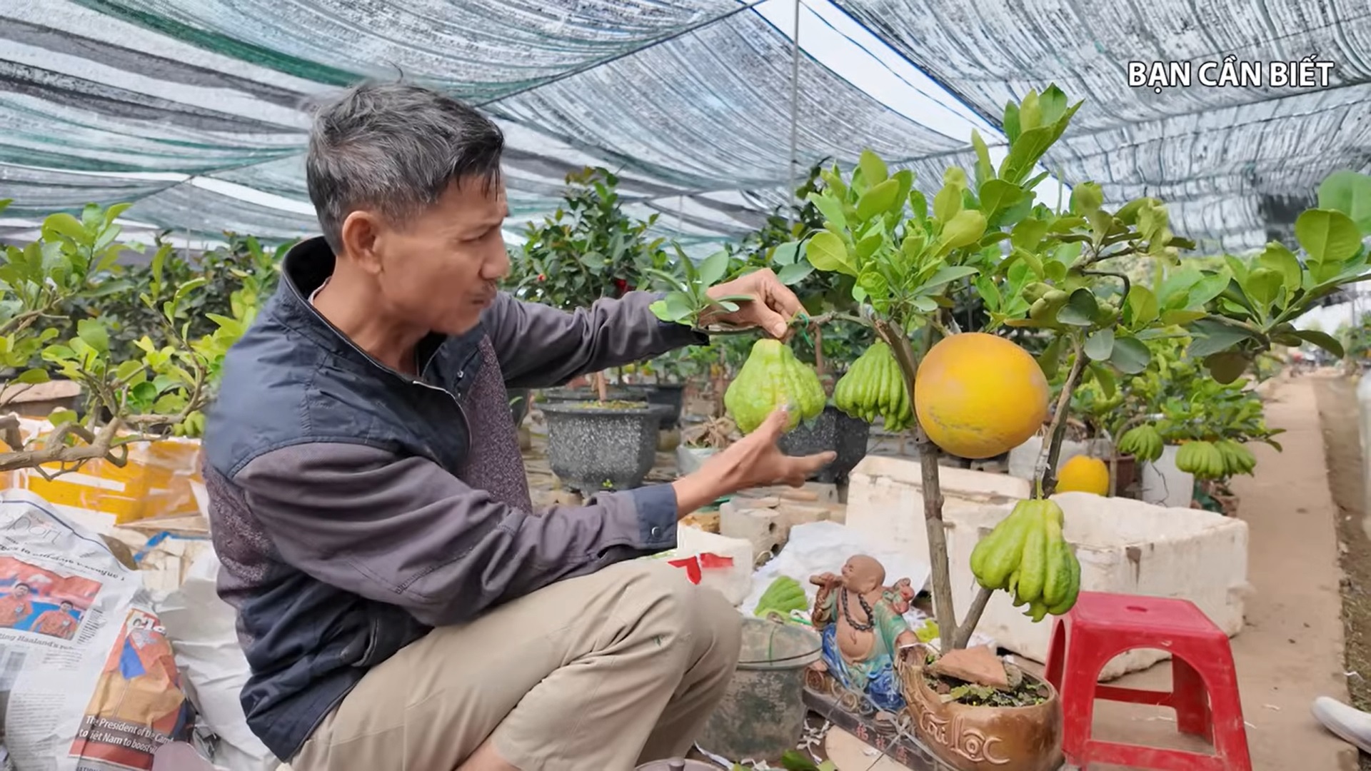 Kỹ thuật ghép Bưởi cảnh của chủ vườn với hơn 30 năm kinh nghiệm