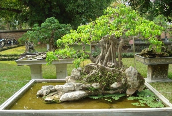 Kỹ thuật bón phân cho cây cảnh, hoa cảnh