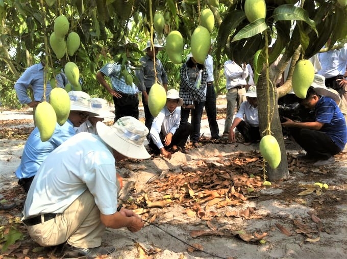 Hái ra tiền nhờ thâm canh xoài trên đất cát