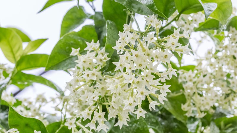 Hoa dạ hương