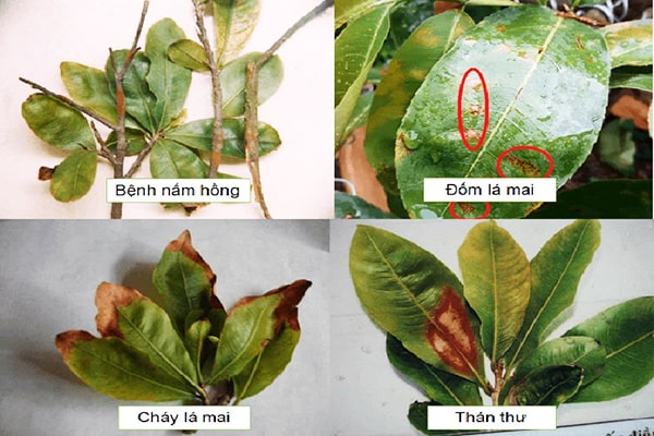 Cây mai bị nấm