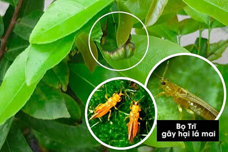 Bọ trĩ hại lá mai
