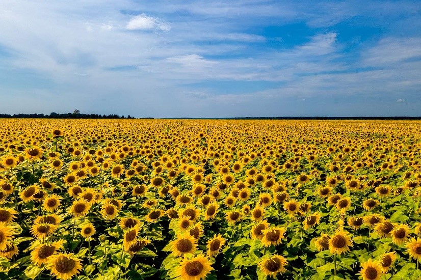 Hoa hướng dương ở Ukraine