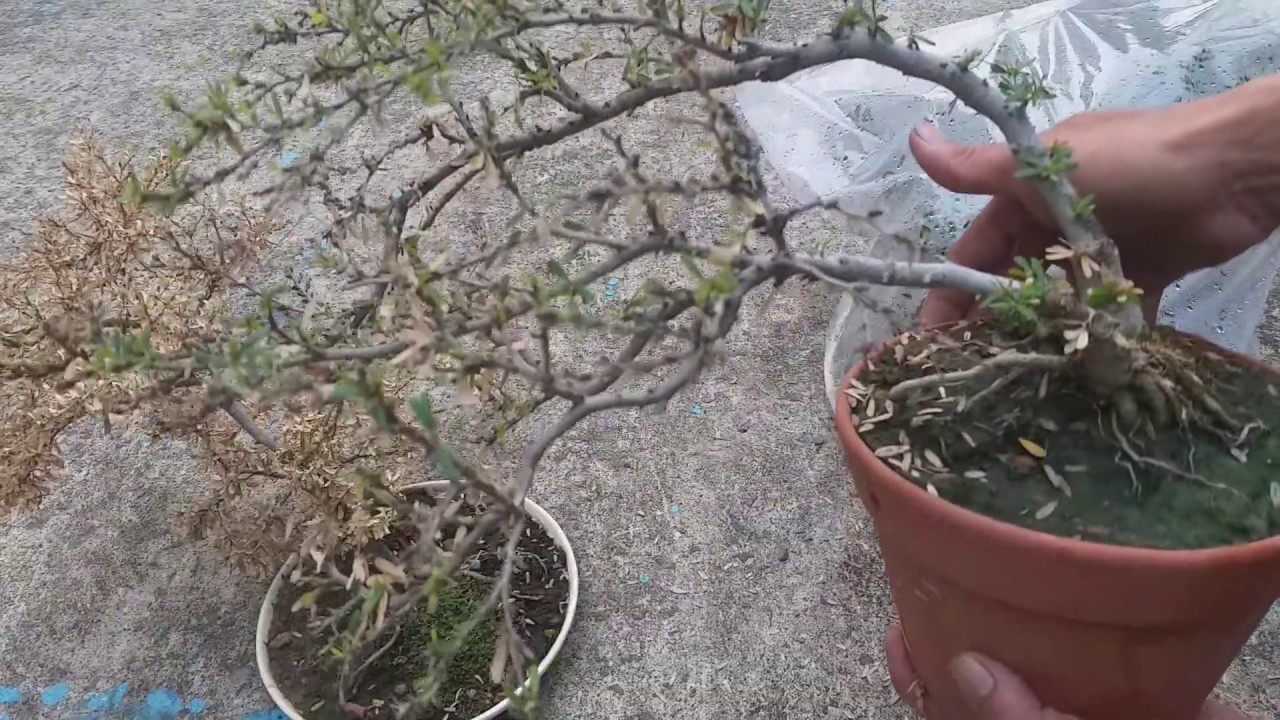Cây Bonsai đang bị chết dần