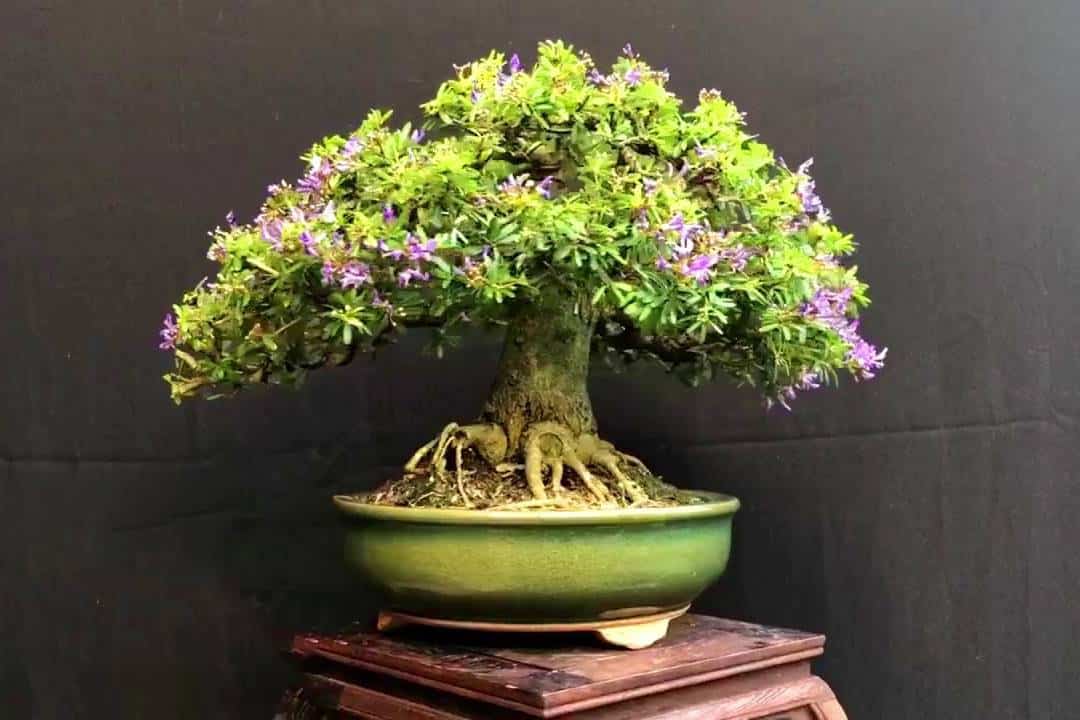 Linh Sam lá nhỏ
