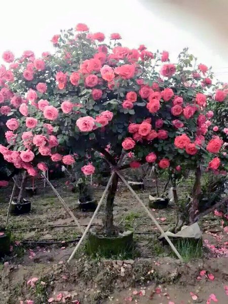 Cây hồng cổ Sapa