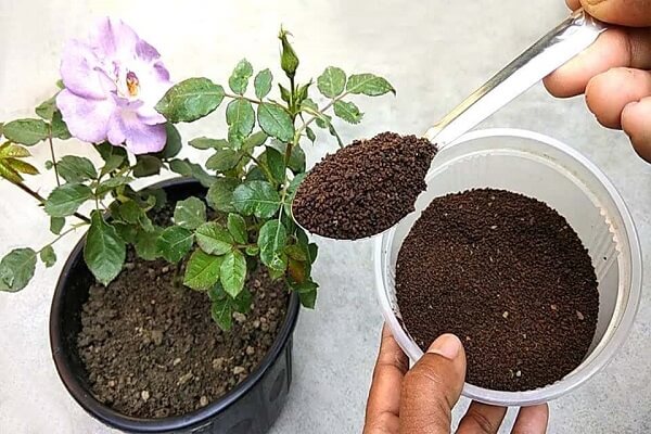 Hoa hồng được trồng vào chậu