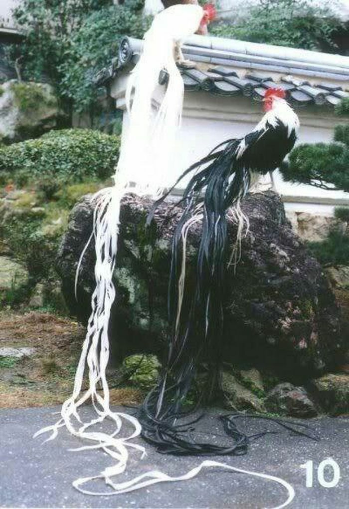 Gà Onagadori