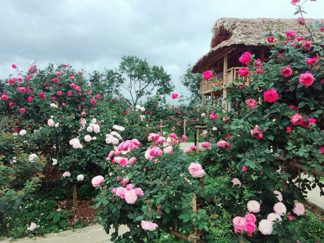 Vườn hồng cổ Sapa